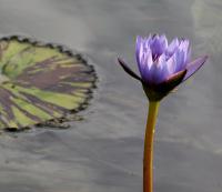 Lone Waterlily�